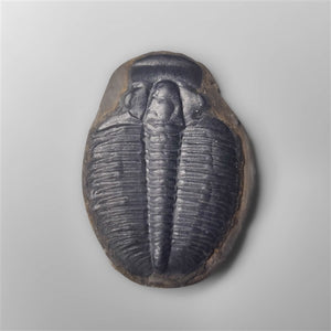 Rare Trilobite Fossil