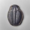 Trilobite Fossil