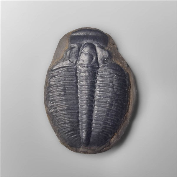 Trilobite Fossil