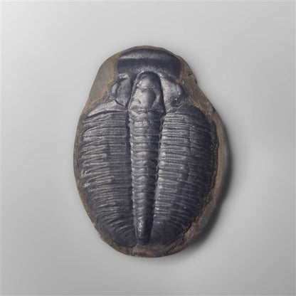 Trilobite Fossil