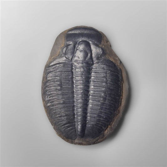 Trilobite Fossil