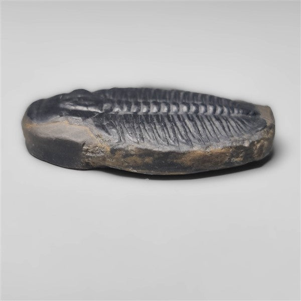 Trilobite Fossil