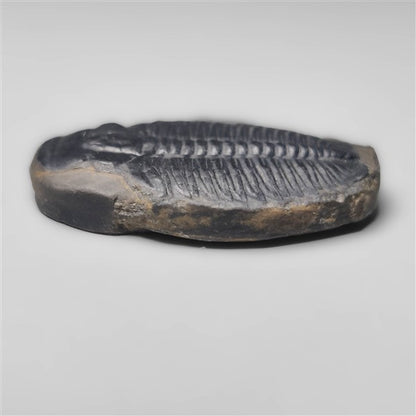 Trilobite Fossil