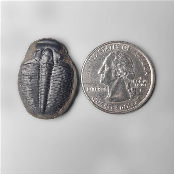Trilobite Fossil