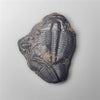 Trilobite Fossil
