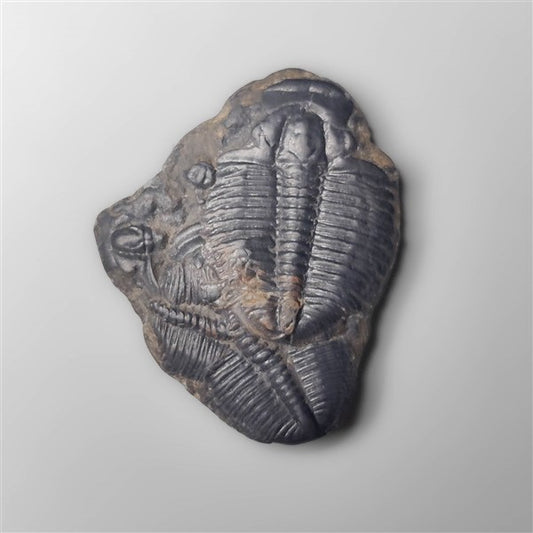 Trilobite Fossil