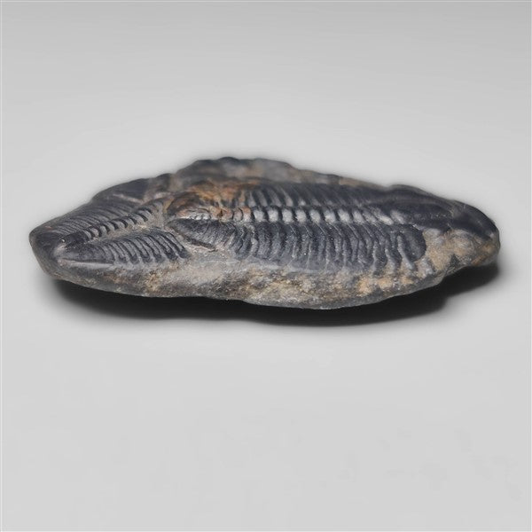 Trilobite Fossil