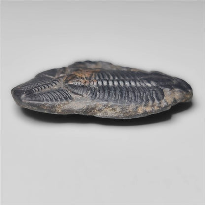 Trilobite Fossil