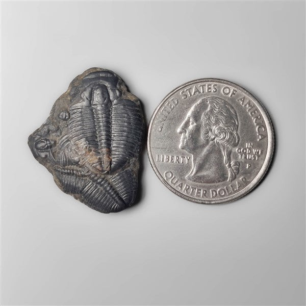 Trilobite Fossil