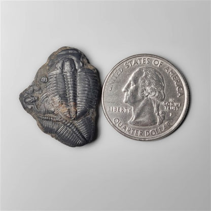 Trilobite Fossil