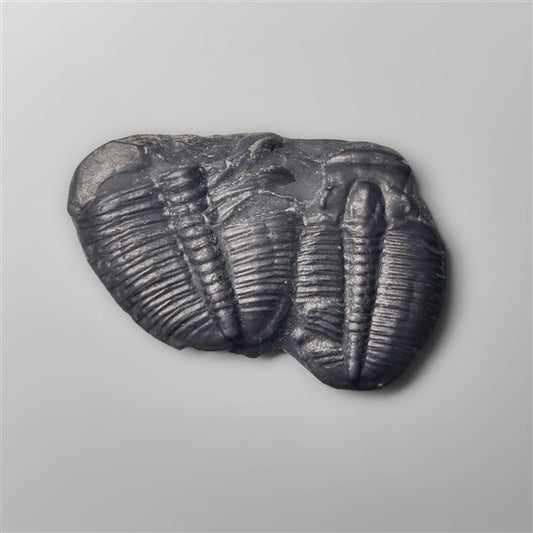 Trilobite Fossil
