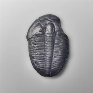 Rare Trilobite Fossil
