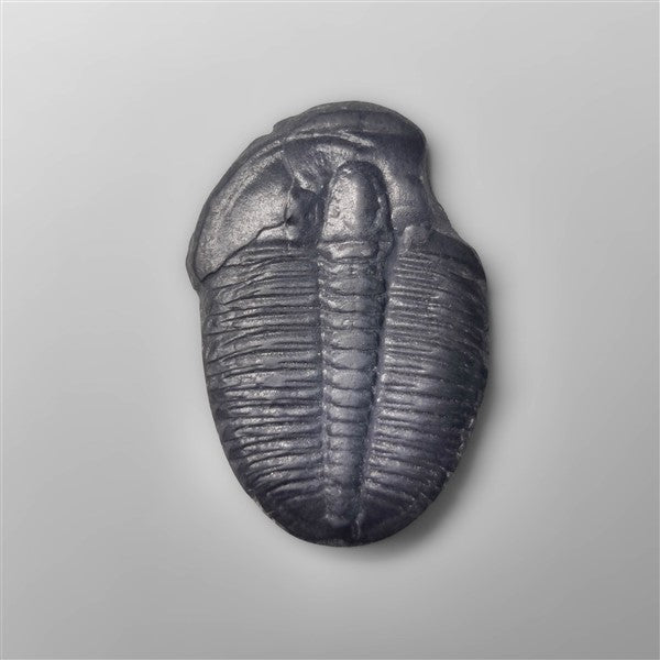 Trilobite Fossil