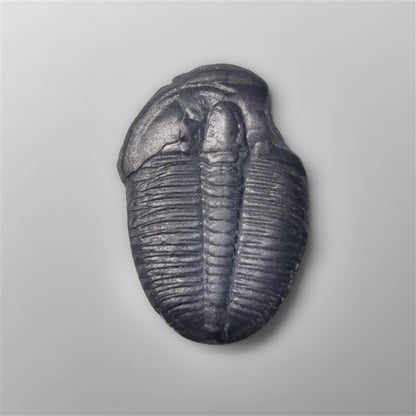 Trilobite Fossil