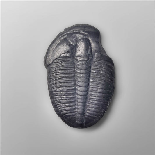 Trilobite Fossil
