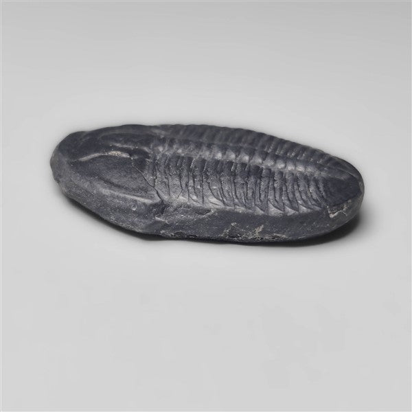 Trilobite Fossil