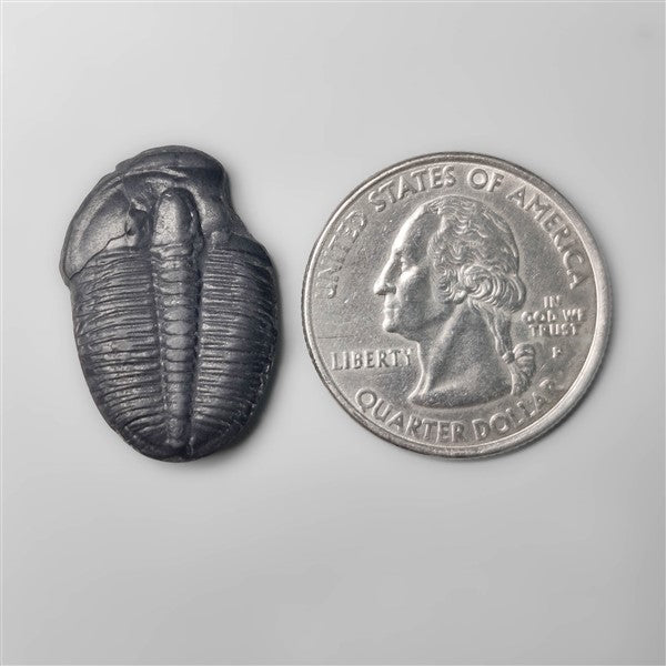 Trilobite Fossil
