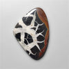 Black Septarian Fossil