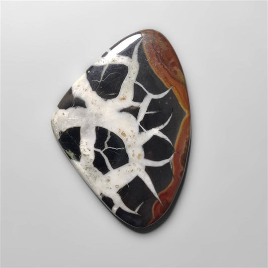Black Septarian Fossil