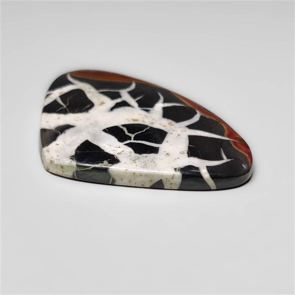 Black Septarian Fossil