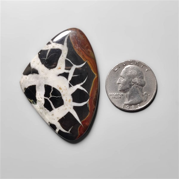 Black Septarian Fossil