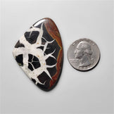 Black Septarian Fossil
