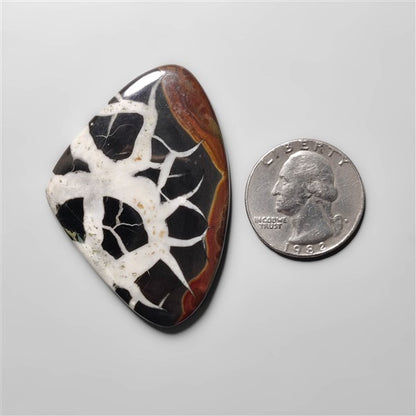 Black Septarian Fossil