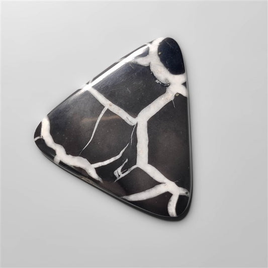 Black Septarian Fossil