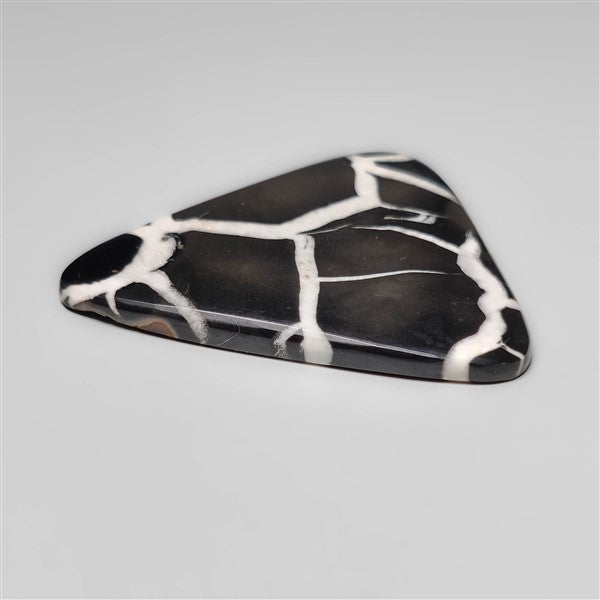 Black Septarian Fossil