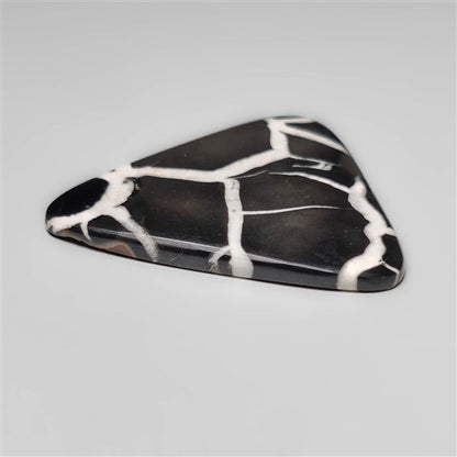 Black Septarian Fossil