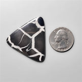 Black Septarian Fossil