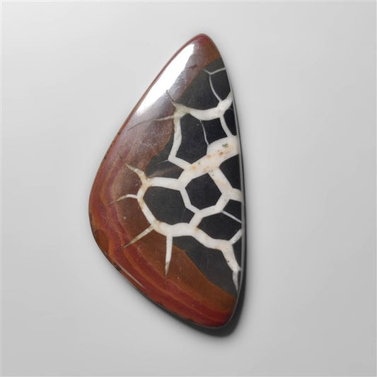 Black Septarian Fossil