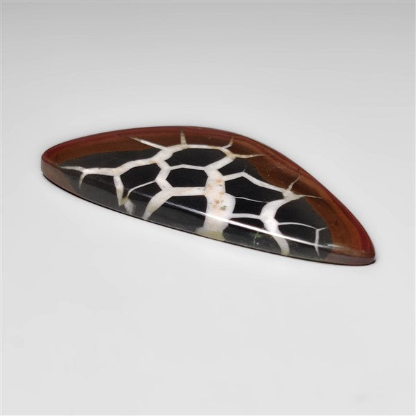 Black Septarian Fossil
