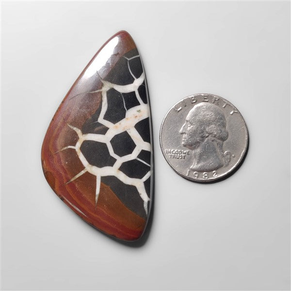 Black Septarian Fossil