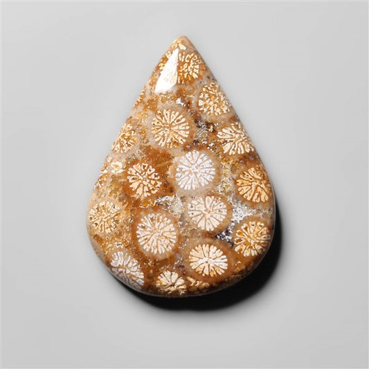 Fossil Coral