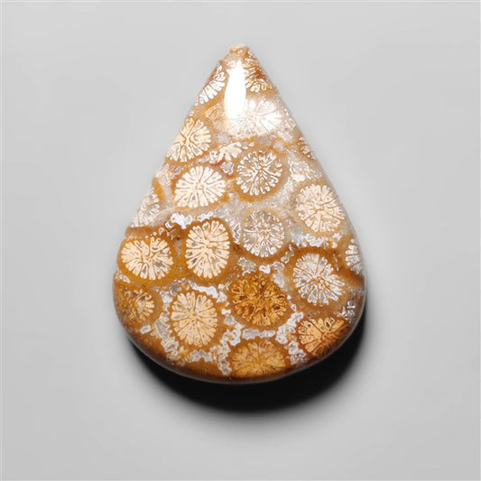 Fossil Coral