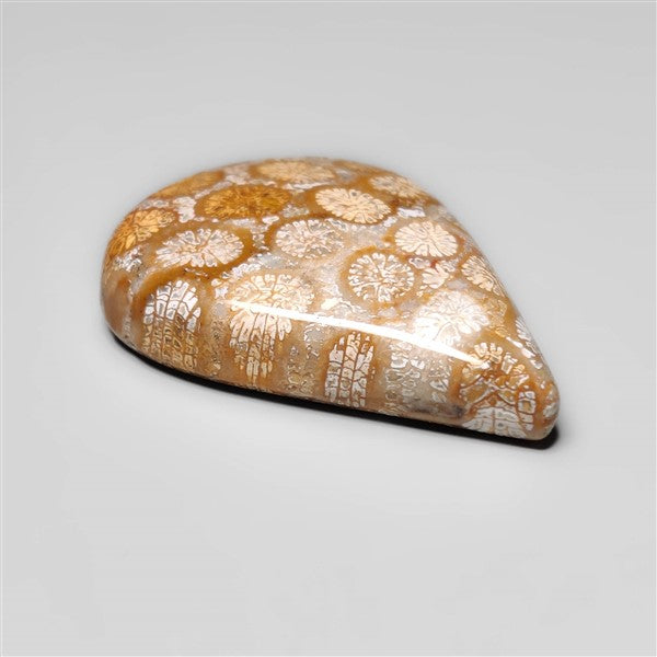 Fossil Coral