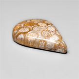 Fossil Coral