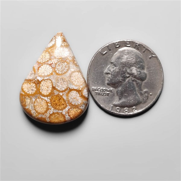 Fossil Coral