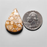 Fossil Coral