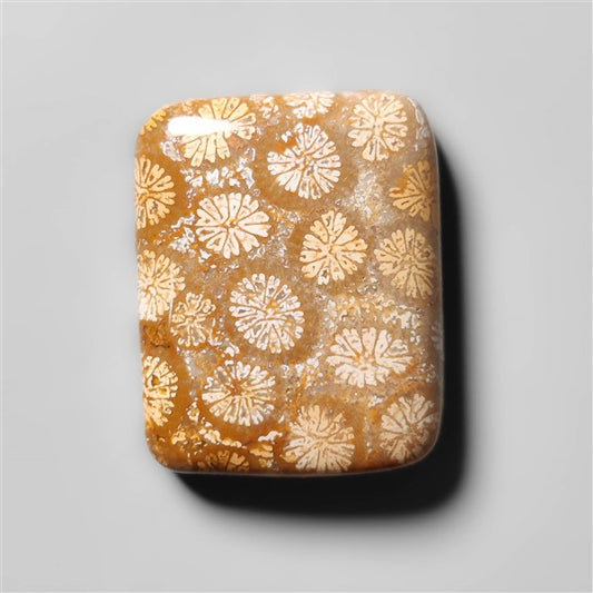Fossil Coral