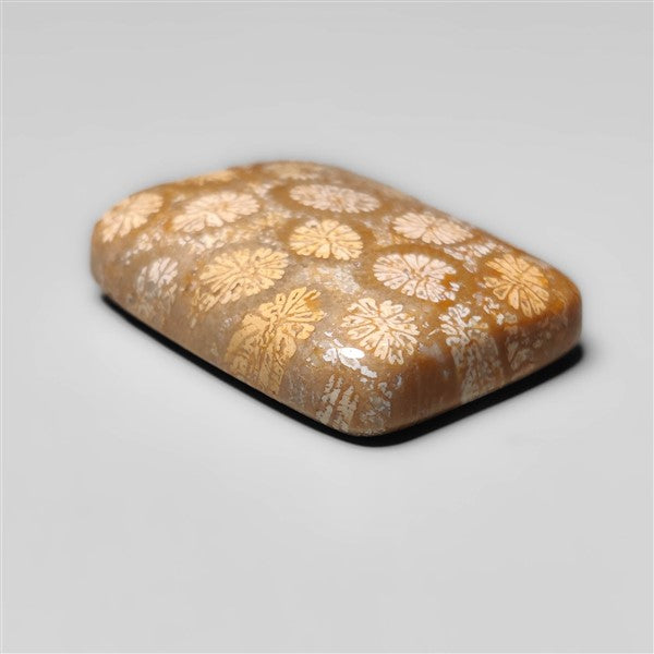 Fossil Coral
