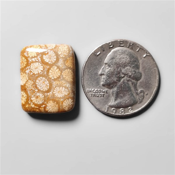 Fossil Coral