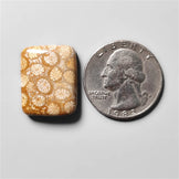 Fossil Coral