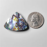 Abalone Shell
