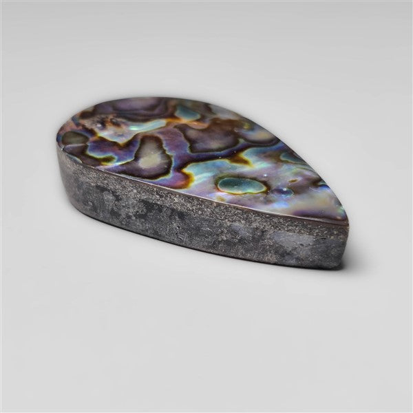 Abalone Shell