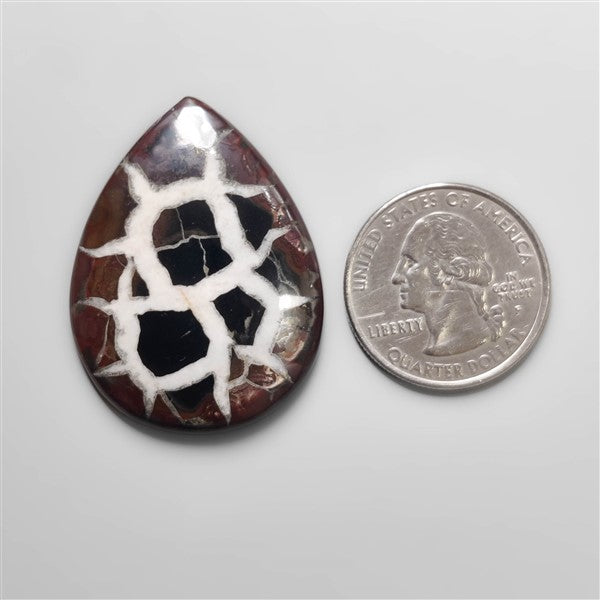 Black Septarian Fossil