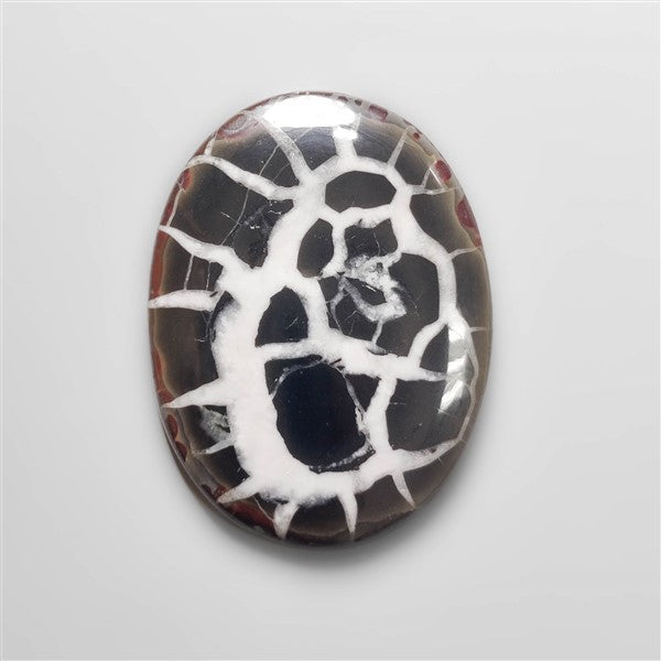 Black Septarian Fossil