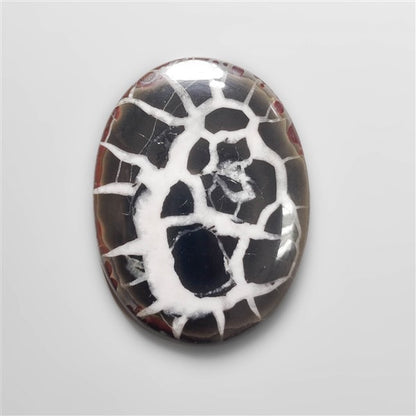 Black Septarian Fossil