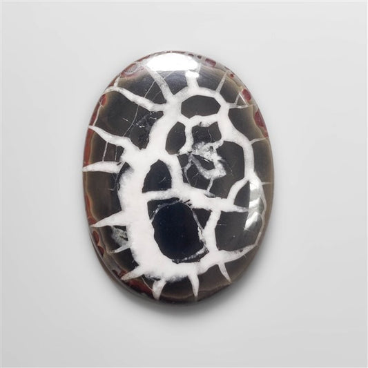 Black Septarian Fossil